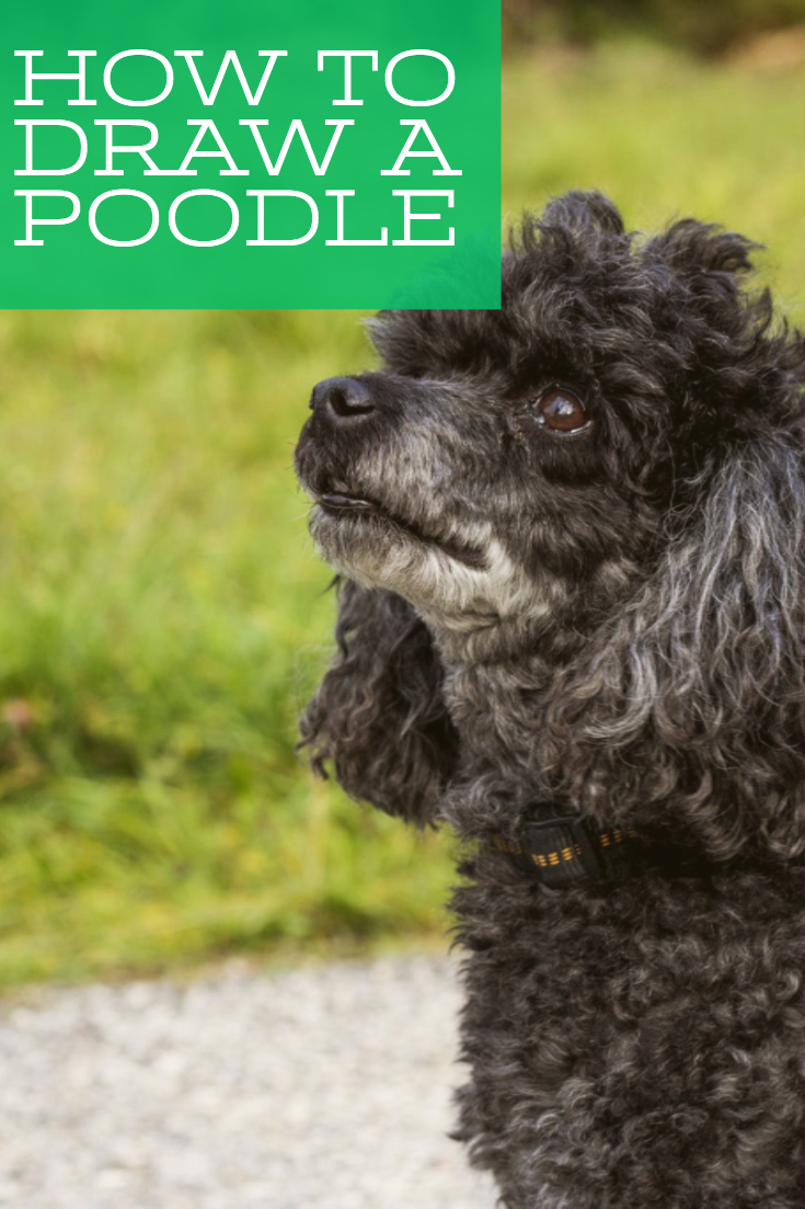 how to draw a poodle